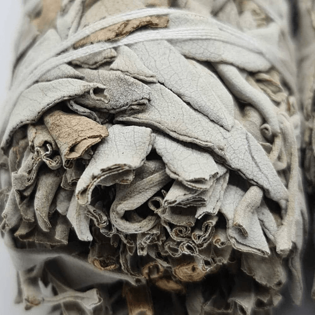 WHITE SAGE - 15cm